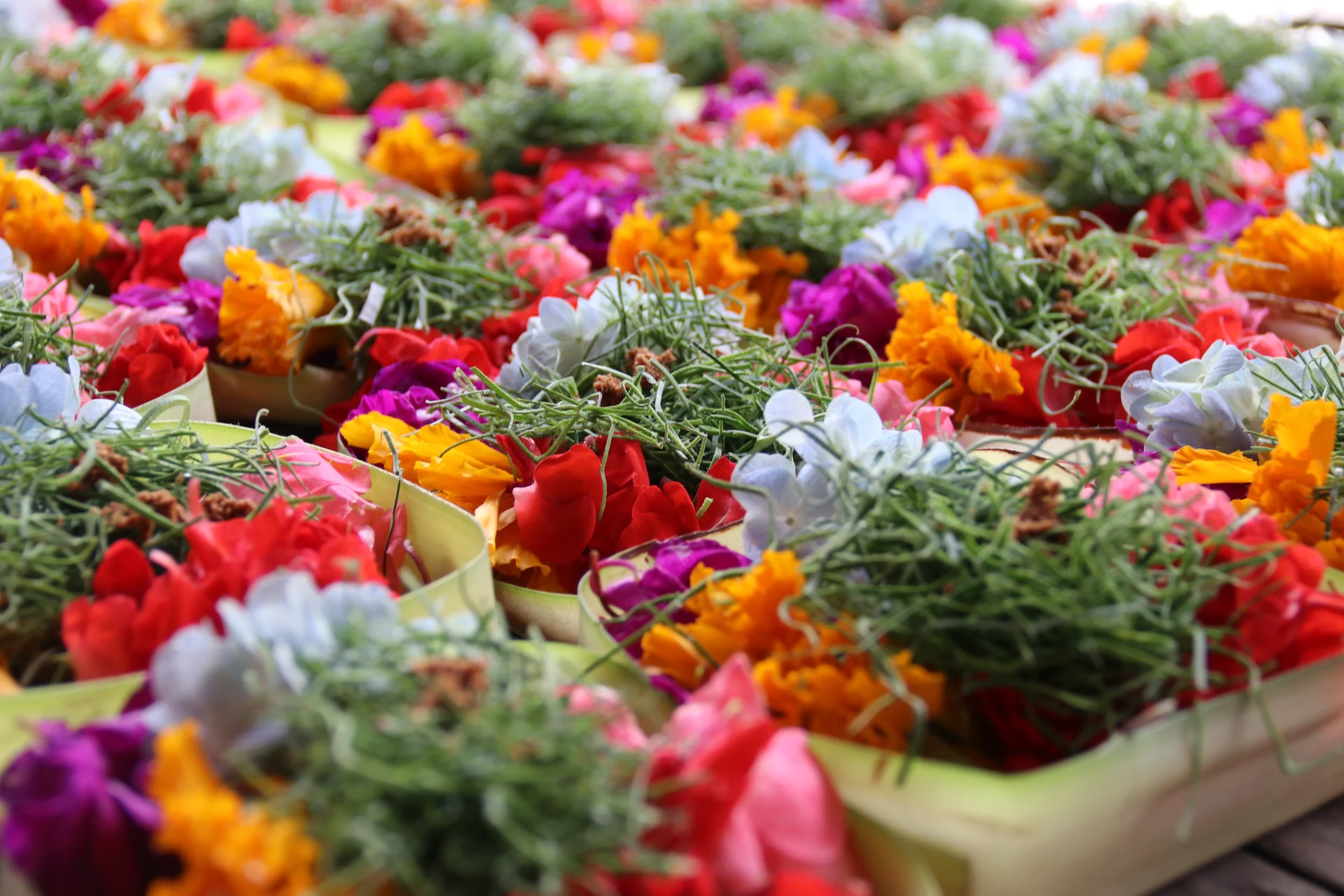 Wholesale Distribution of Flowers and Plants