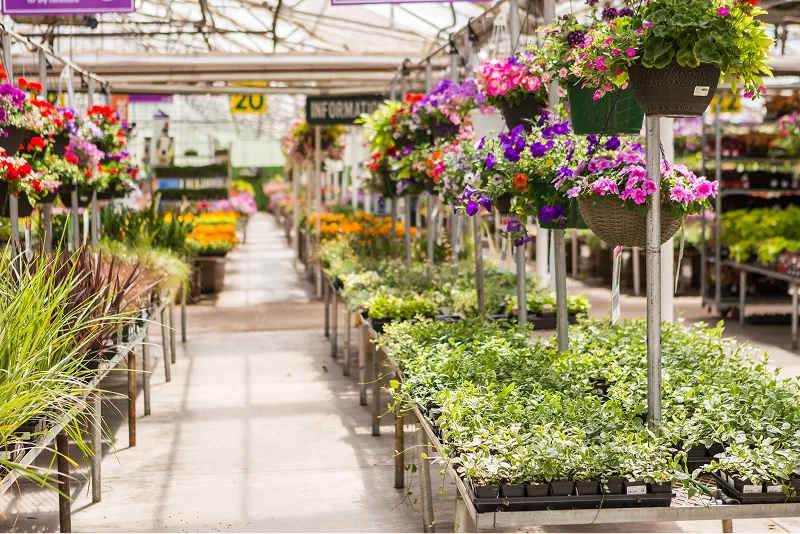 Wholesale Distribution of Flowers and Plants